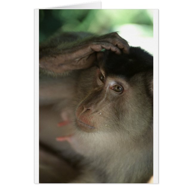 Macaque Monkey Borneo (Devant)
