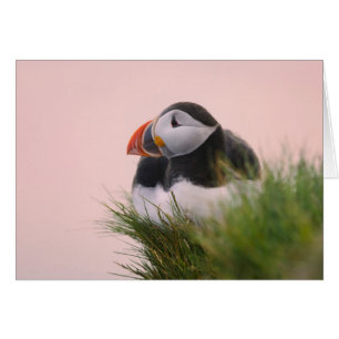 Macareux atlantique (Fratercula arctica)
