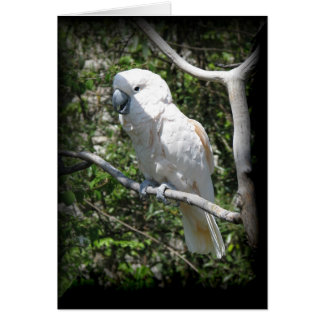 Macaw