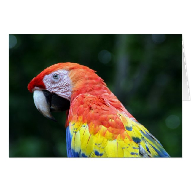 macaw (Devant horizontal)