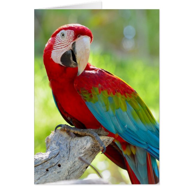 Macaw assis sur la branche (Devant)