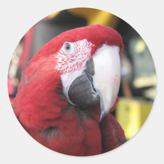 Macaw grand autocollant