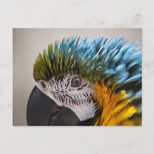 Macaw Parrot - Carte postale (Devant)