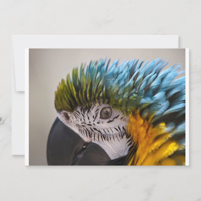 Macaw Parrot - Invitation (Devant)