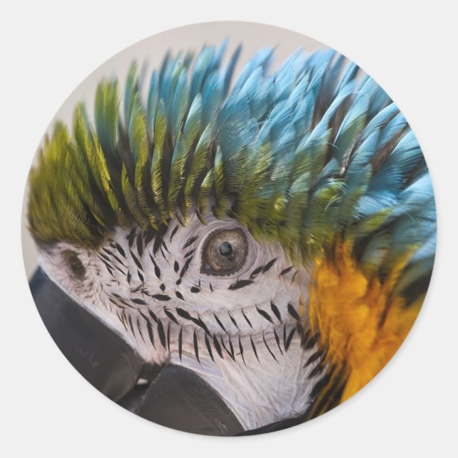 Macaw Parrot - Sticker (Devant)