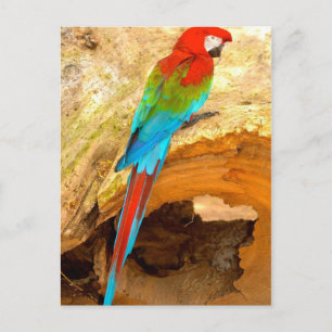 Macaw rouge et vert, Carte postale Trinidad