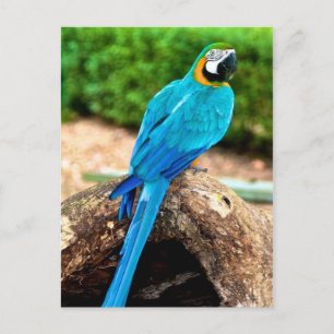 Macaw verte et jaune, Carte postale Trinidad