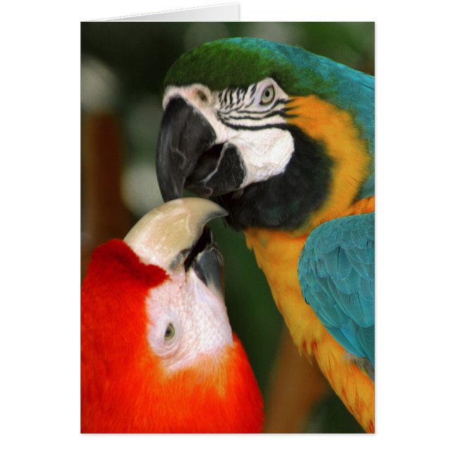 Macaws (Devant)