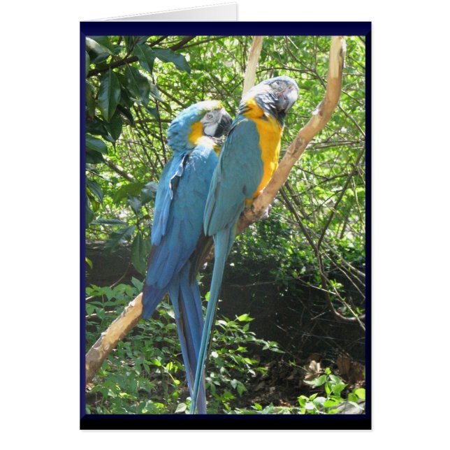 Macaws (Devant)