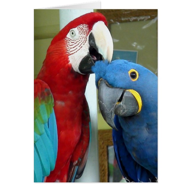 Macaws rouges et bleus colorés (Devant)