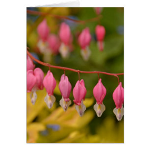 Macro Coeurs saignants