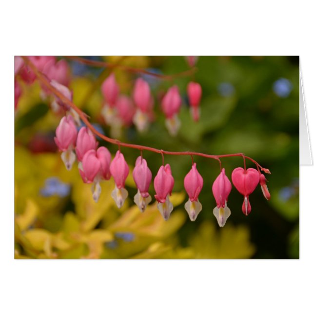 Macro Coeurs saignants (Devant horizontal)