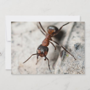 Macro de fourmi rouge