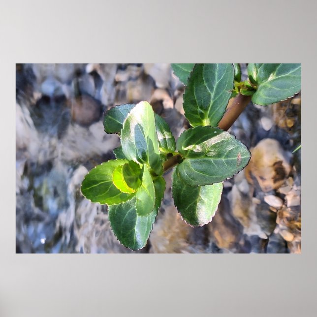 Macro des feuilles vertes – Impression de photogra (Devant)