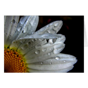 Macro fleur marguerite