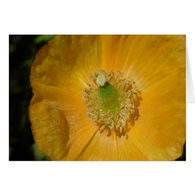 Macro galloise (Devant horizontal)