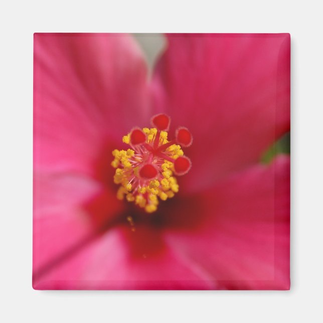 Macro Hibiscus Magnet (Devant)