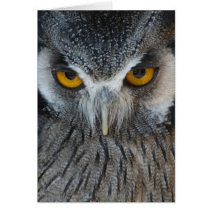 Macro hibou noir et blanc