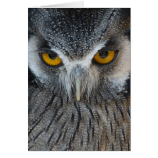 Macro hibou noir et blanc