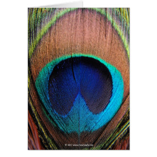 Macro Peacock Feather Rich Blues Photographie
