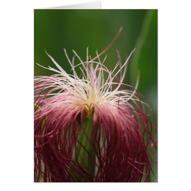 Macro photo d'une fleur de maïs. (Devant)