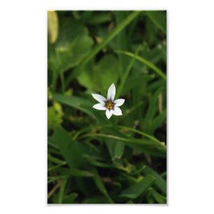 Macro photo Fleur sauvage à une seule floraison bl