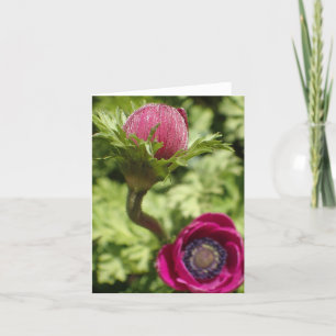 Macro photo unique fleur rose gras sur carte blanc