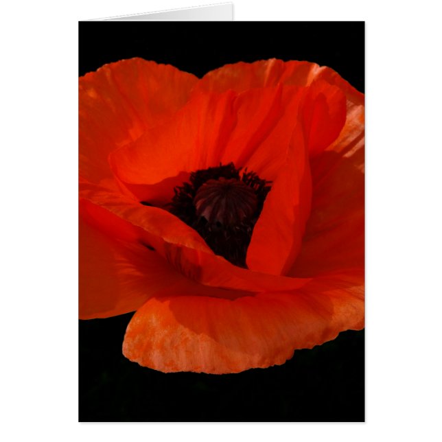 Macro Red Poppy (Devant)