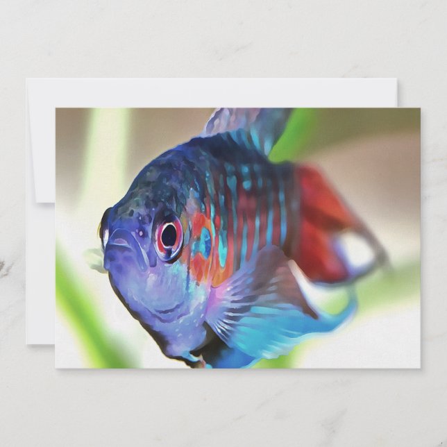 Macropodus Opercularis Aquarium Poisson (Devant)