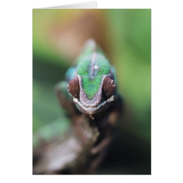 Madagascar, Caméléon panthère à barre rouge (Devant)