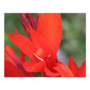 "Madame dans" la copie rouge rouge de photo de lis