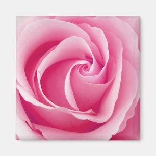 Madame rose aimant rose - carré