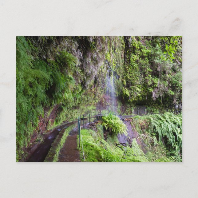 Madeira - Levada do Rei carte postale (Devant)