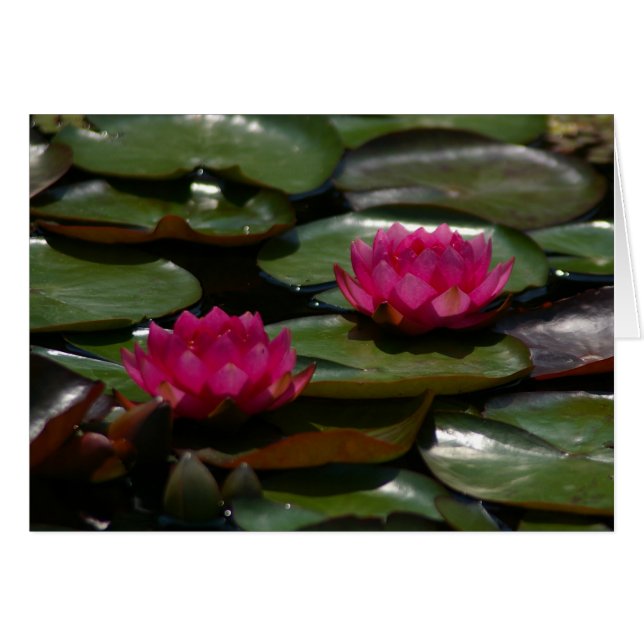 Magenta Lotus Nénuphars (Devant horizontal)
