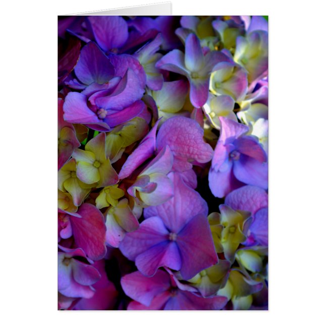 Magenta Purple bleu jaune Hydrangeas fleurs (Devant)