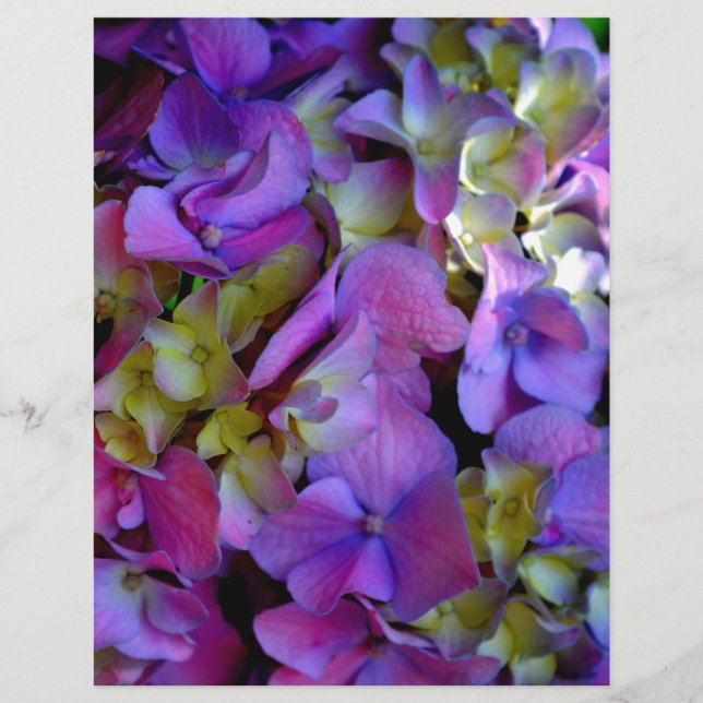 Magenta Purple bleu jaune Hydrangeas fleurs (Devant)