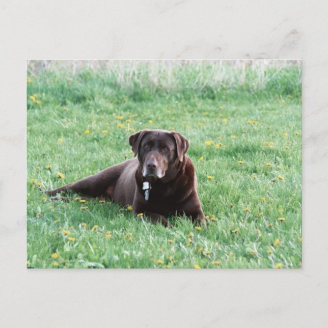 Maggie la carte postale du laboratoire de chocolat (Devant)
