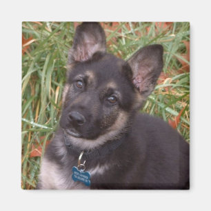 Magnet adorable de chiot