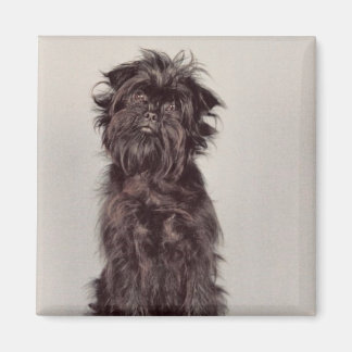 Magnet Affenpinscher