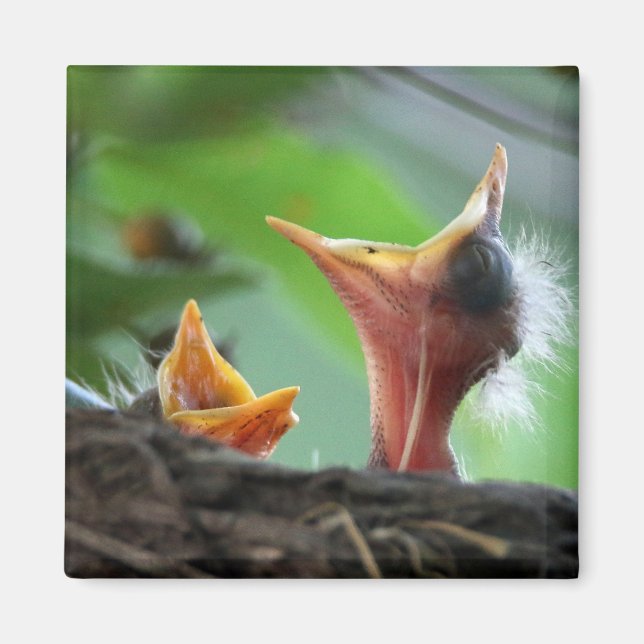 Magnet - American Robin Babies (Devant)