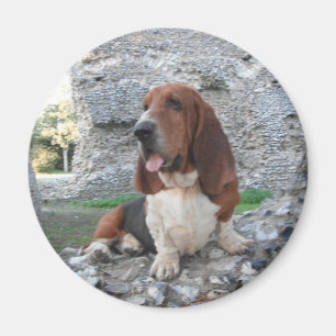 Magnet Avec Basset Hound Castle Ruines Visite