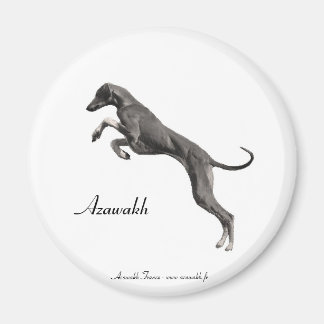 MAGNET Azawakh 2