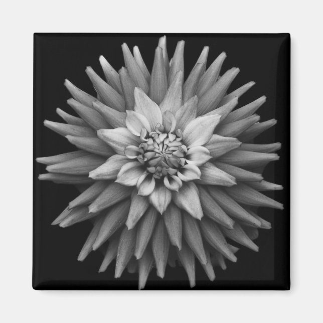 Magnet B & W Dahlia (Devant)