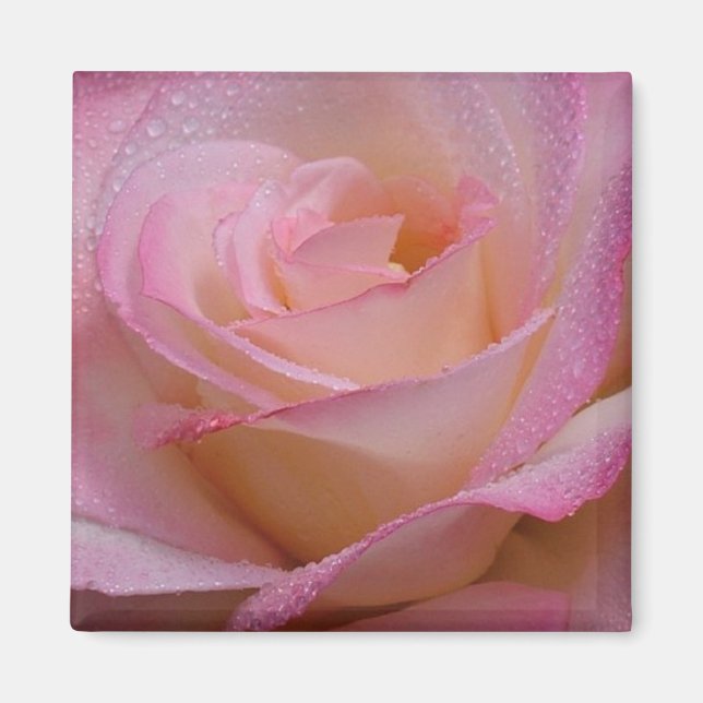 Magnet belle rose rose rose (Devant)
