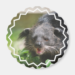Magnet Binturong