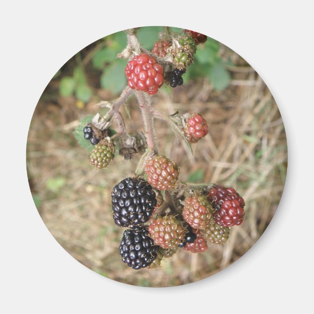 Magnet Blackberry Bonanza (Devant)