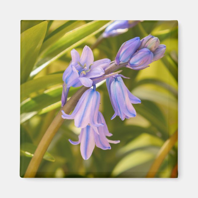 Magnet Bluebells anglais (Devant)