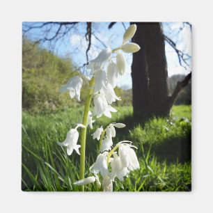 Magnet Bluebells blanc