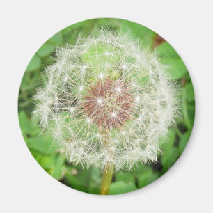Magnet - Boule de graines de Dandelion