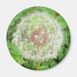 Magnet - Boule de graines de Dandelion